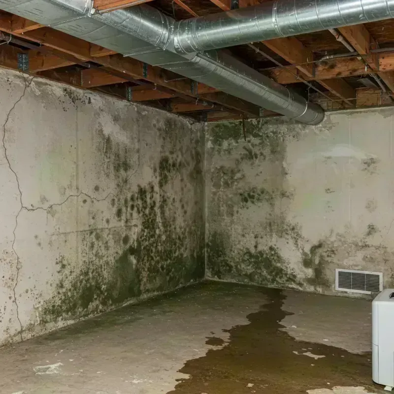 Professional Mold Removal in Aviston, IL